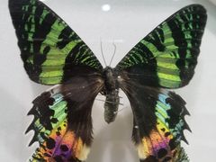 -上海昆虫博物馆