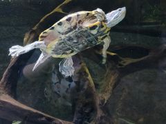 -迪拜水族馆及水下动物园