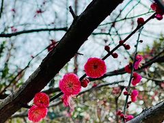 -梅花山(明孝陵内)