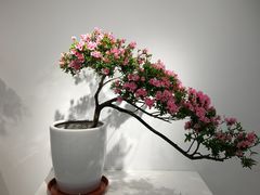 -上海滨江森林公园