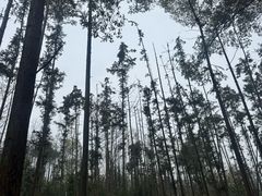 -青龙山国家森林公园
