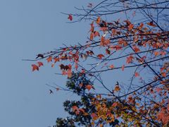 -广州市流溪河国家森林公园