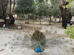 -瑞丽独树成林风景区