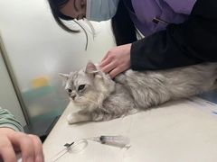-伟伟宠物医院·瑞派猫友好医院·猫科(光谷店)