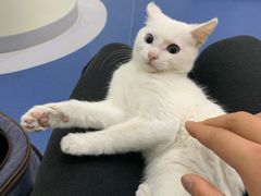 -佩兹宠物医院肿瘤专科·眼科·牙科(黄浦店)