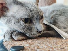 -米宠家·撸猫猫咖小萌宠·猫咪洗澡·猫咪寄养(高新大都荟店)