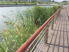 -江滩湿地公园