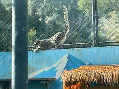 -青藏高原野生动物园