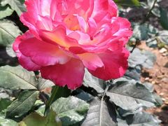 -人民公园(罗湖区)