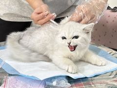 -喵zoo家庭繁育猫舍(尖东智能花园店)