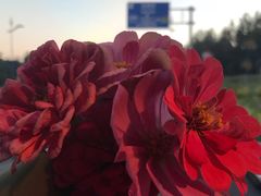 -BONCAKE裱花蛋糕(万象汇店)