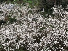 -樱桃山旅游景区