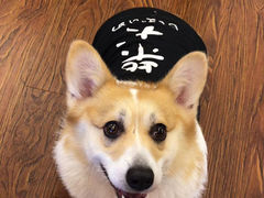 -豆柴町-柴犬主题狗咖(红鼎国际C座店)