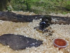 -上海大自然野生昆虫馆