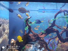 -烟台海昌鲸鲨海洋公园