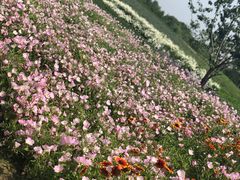 -同里国家湿地公园