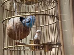 -鱼桥巷·美学川菜