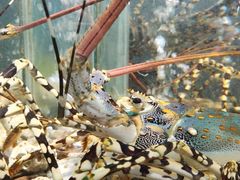 -九號渔港·蒸汽海鲜·粤菜茶点(八卦岭店)