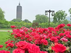 -西海子公园