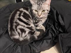 -猫咪派对(江南西店)