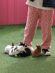 -萌宠亲子动物乐园(槐房万达店)