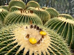 -深圳仙湖植物园