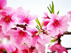 -黄山太平湖风景区