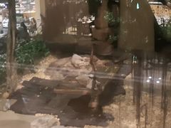 -麒麟中餐厅·经典粤菜·地道菜式老字号(广州长隆酒店)