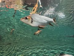 -上海海洋水族馆