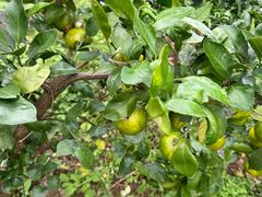 -前小桔亲子创意农场·草莓采摘·露营烧烤