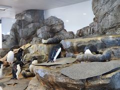 -大阪海游馆