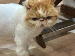 -有猫主题·治愈系猫咖(曾厝垵店)
