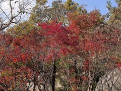-崂山巨峰游览区