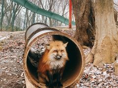 -宫城藏王狐狸村