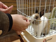 -猫猫幼稚园·撸猫·桌游·电玩