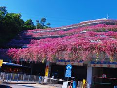 -深圳仙湖植物园