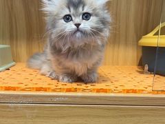 -欣宠猫屋·矮脚拿破仑·蓝金金渐层