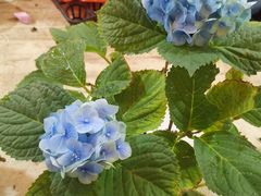 -金陵花卉交易市场