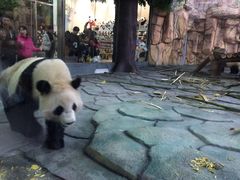 -泉州海丝野生动物世界