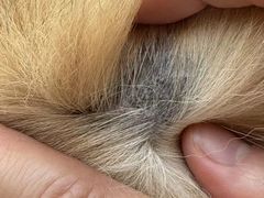 -瑞派申生动物医院·24H夜诊·国际动物医疗中心·骨外科(吴中路店)