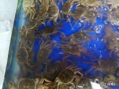 -阳澄湖大闸蟹·琼灵阁牌品牌连锁(吴中总店)