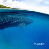 与鲸鲨共舞