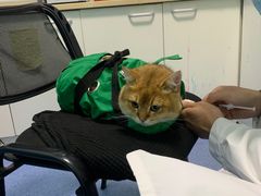 -顺强宠物诊所·狂犬免疫·夜诊·骨科(嘉定店)