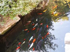 -趵突泉景区