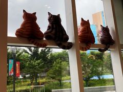 -飞行喵MR PILOT|猫舍·猫咖(静安大融城店)