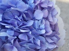 -双季花艺园艺市场(浦东店)