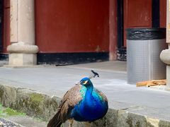 -都江堰普照寺