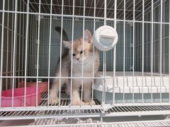 -翊宠yipet猫狗购宠庄园犬舍•猫舍