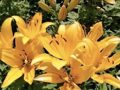 -长春公园(普阳街道)