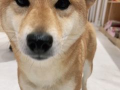 -鼎级派宠物(中南店)
